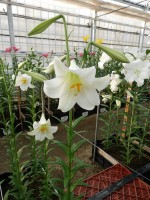 [5151 White Fox 18 ST No01.JPG]